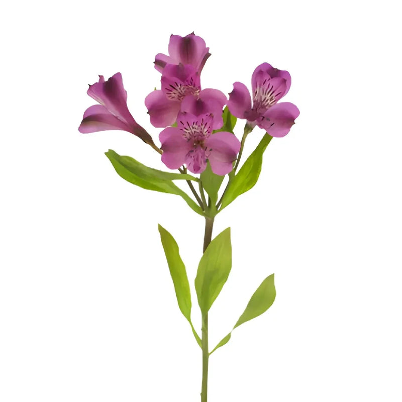 Purple Peruvian Lilies Bulk Flower Stem - Image