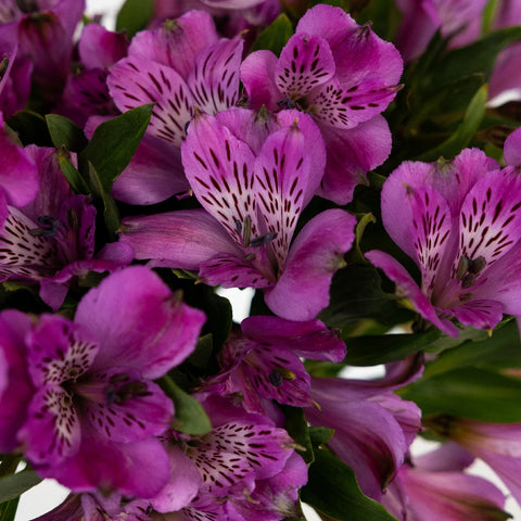 Purple Peruvian Lilies Flower Close Up - Image