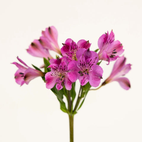 Purple Peruvian Lilies Flower Stem - Image