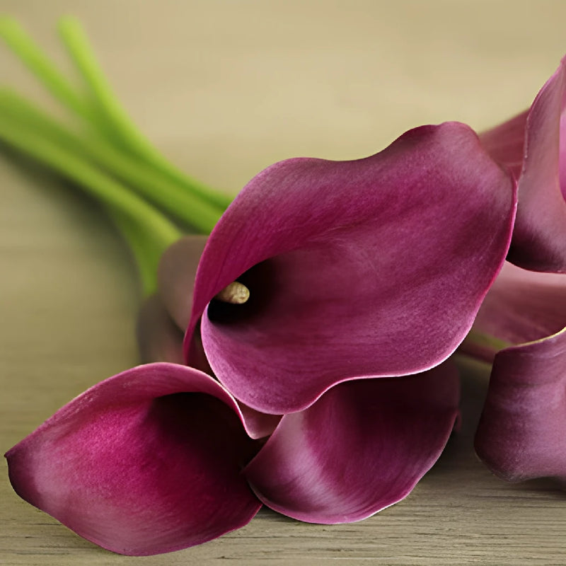 Purple Gem Mini Calla Lily Flower