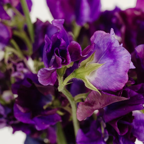 Purple Sweet Pea Flower Close Up - Image