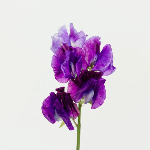 Purple Sweet Pea Flower Stem - Image