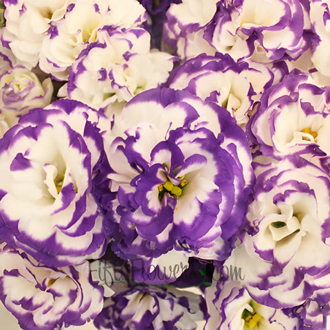Purple Tipped Lisianthus Wedding Flower Close Up - Image