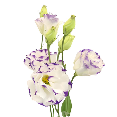 Purple Tipped Lisianthus Wedding Flower Stem - Image