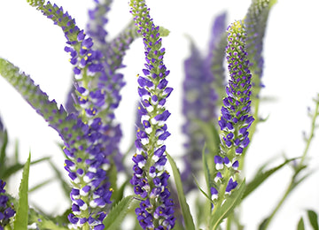 Purple with Blue Hues Veronica Flowers