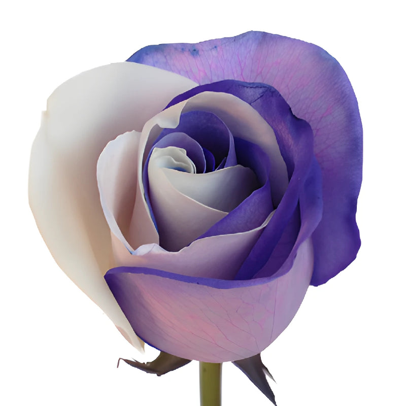 Purple and White Tinted Rainbow Roses
