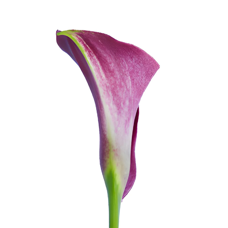 Pinky Magenta Mini Calla Lily Flowers