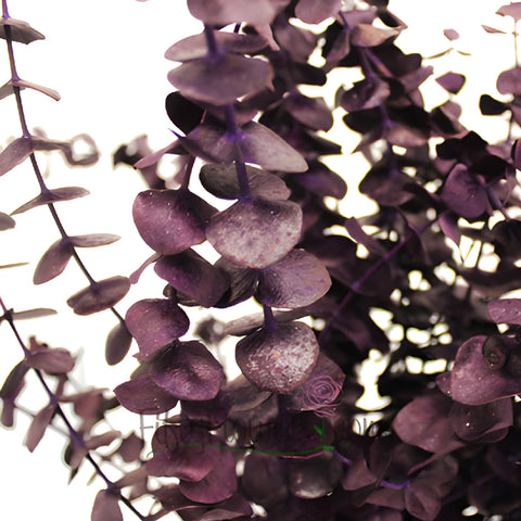 Eggplant seeded Eucalyptus Wholesale