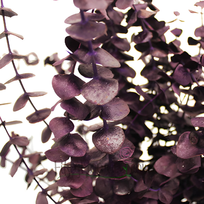 Eggplant seeded Eucalyptus Wholesale