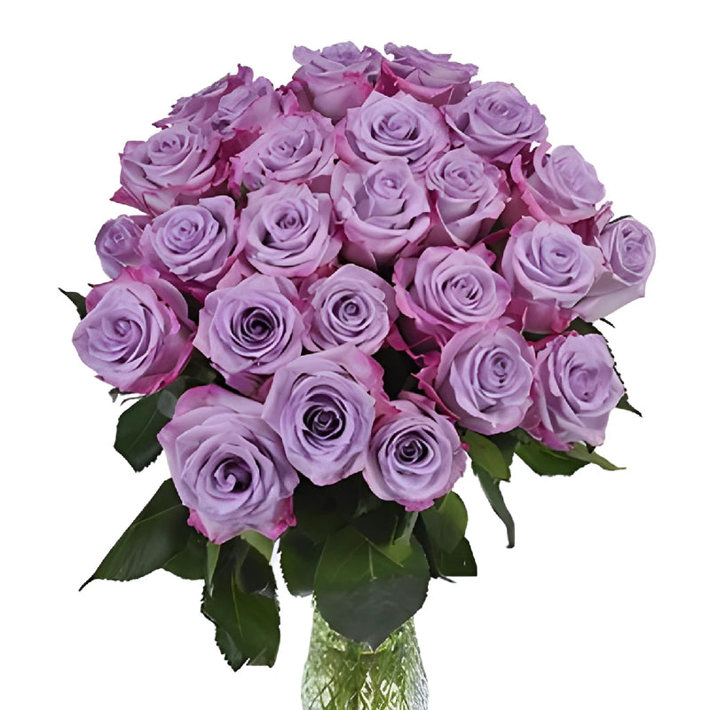 Purple Haze Lavender Rose