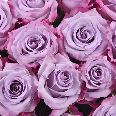 Purple Haze Lavender Rose