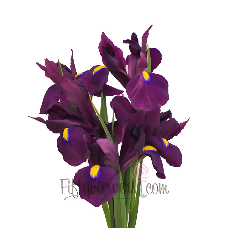 Purple Iris Flowers