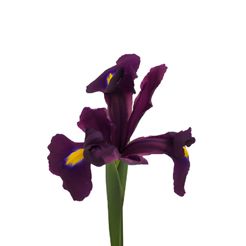 Purple Iris Flowers