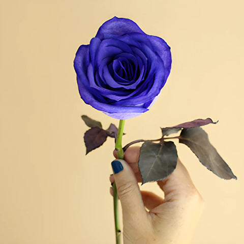 Purple Tinted Stem in Hand