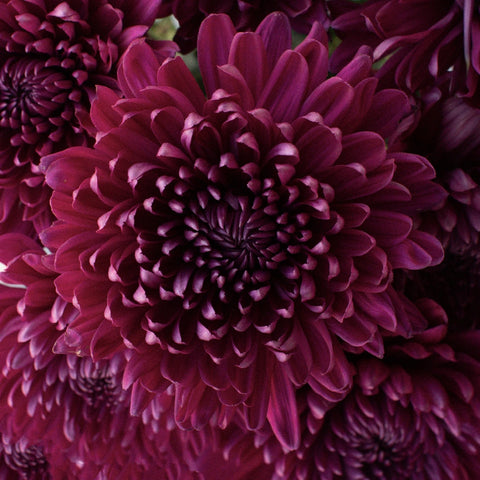 Purpleberry Cremon Flowers Stem - Image