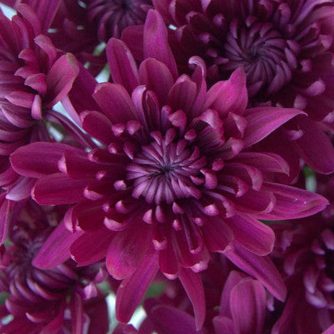 Purpleberry Dahlia Style Cushion Flower Close Up - Image