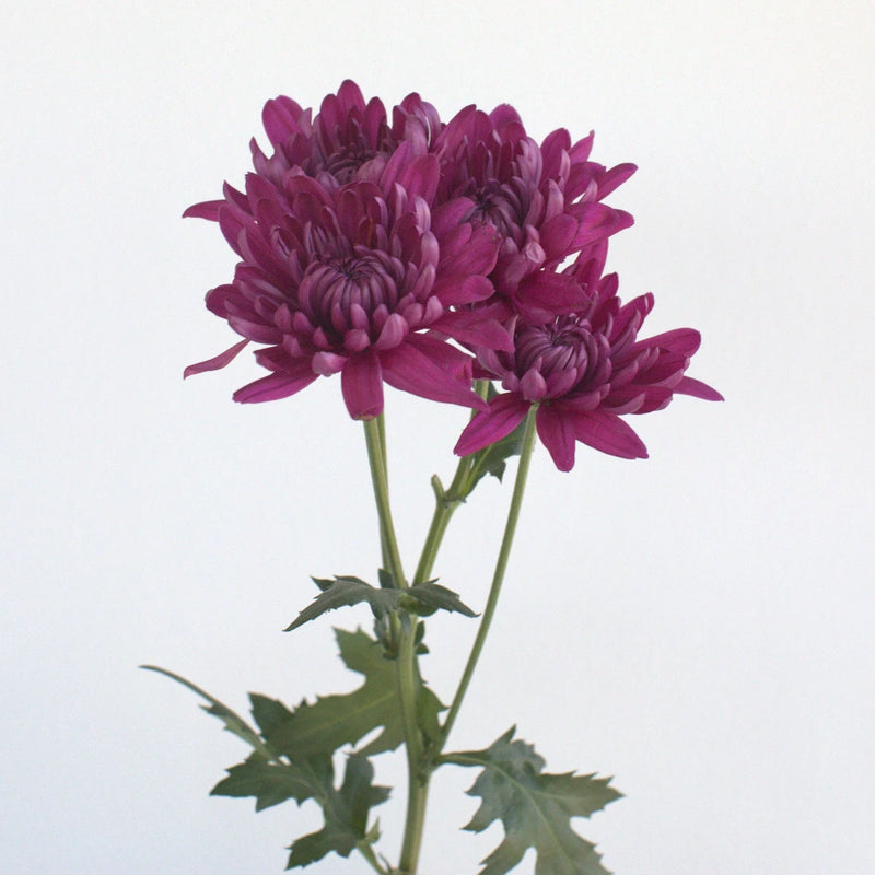 Purpleberry Dahlia Style Cushion Flower Stem - Image