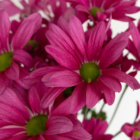 Purpleberry Daisy Flower Close Up - Image