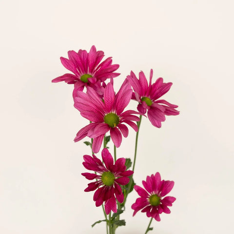 Purpleberry Daisy Flower Vase - Image