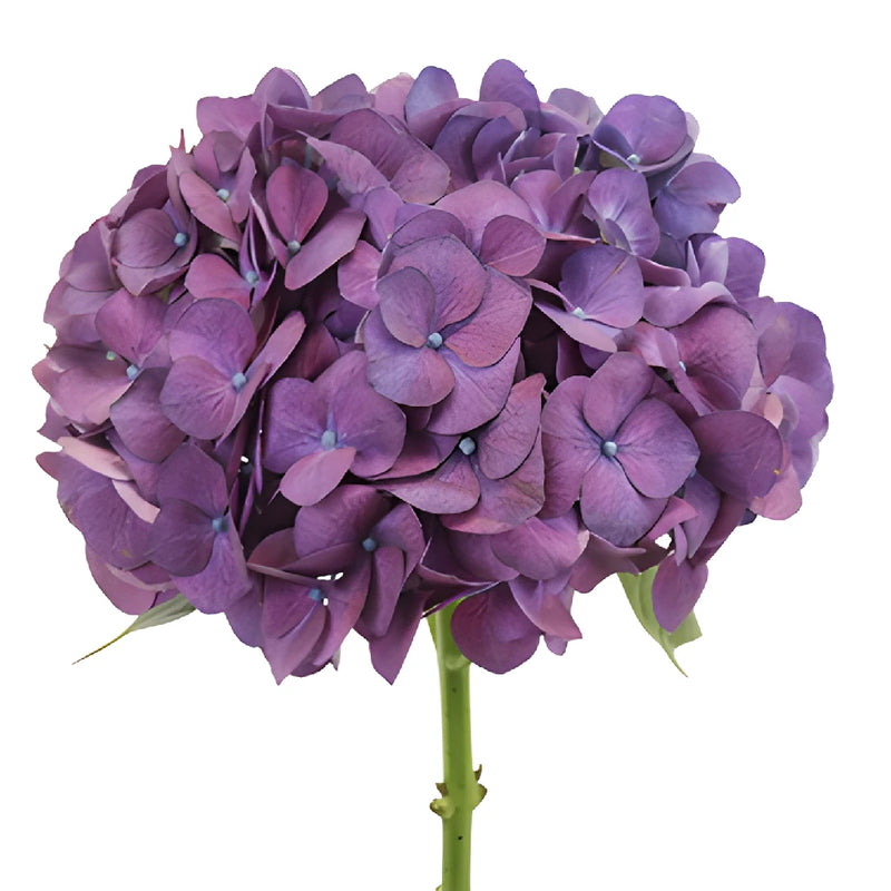PurpleBerry Hydrangea Flower Stem View