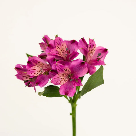 Purpleberry Peruvian Lilies Stem - Image