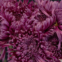 Purpleberry Spider Mum Close Up - Image