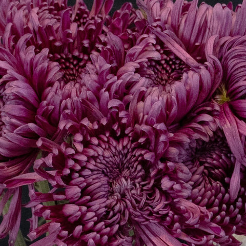 Purpleberry Spider Mum Close Up - Image