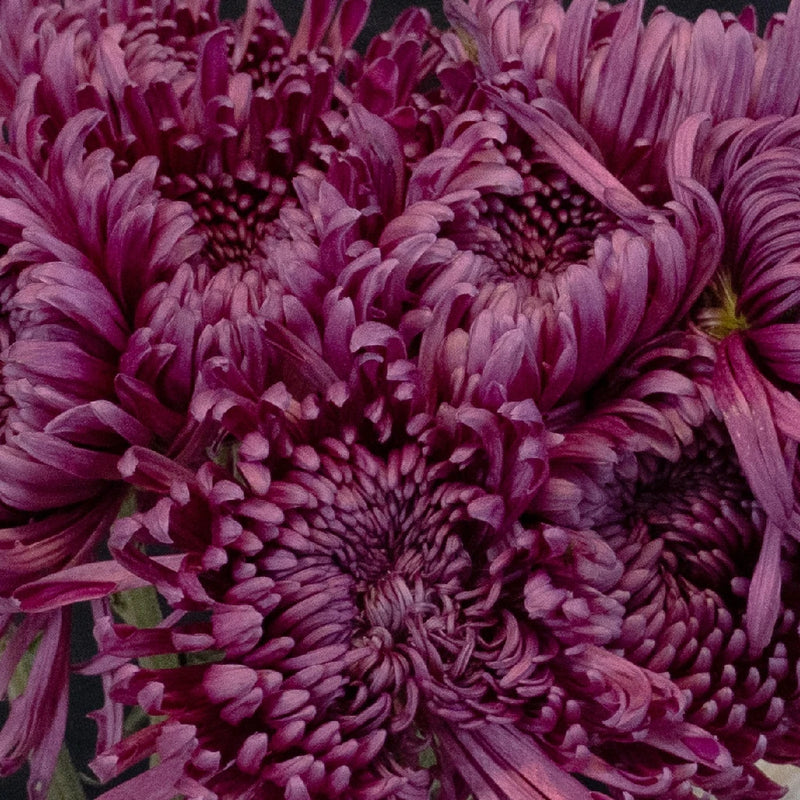 Purpleberry Spider Mum Close Up - Image