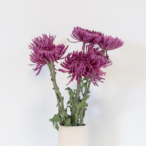 Purpleberry Spider Mum Vase - Image
