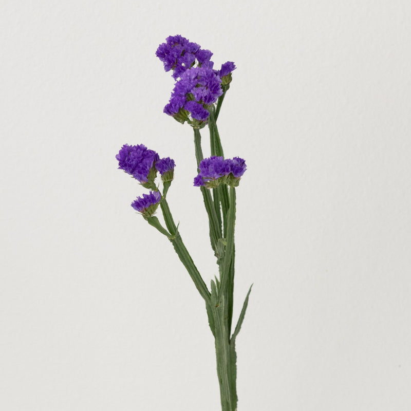 Purplish Blue Tissue Culture Statice Flower Stem - Image