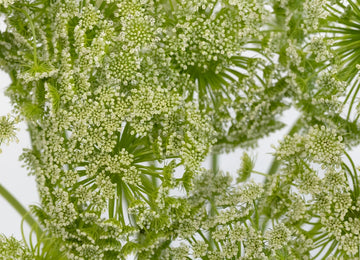 Queen Annes Lace Filler Flower Close Up - Image