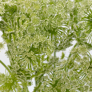 Queen Annes Lace Filler Flower Close Up - Image