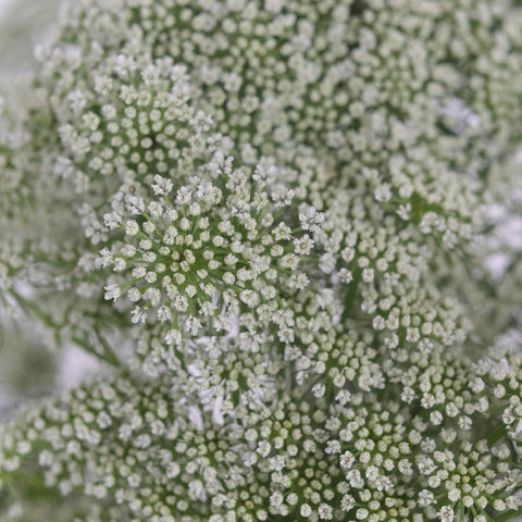 Queen Annes Lace Filler Flower Close Up - Image