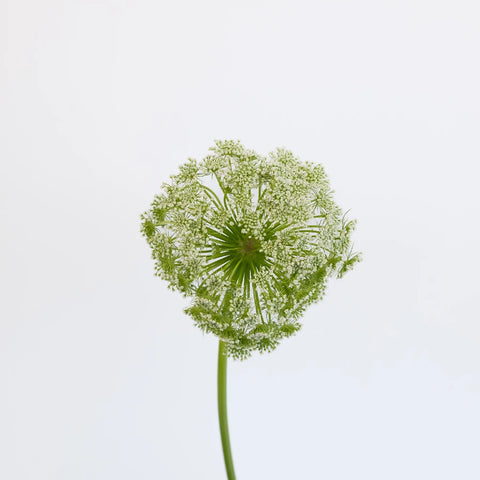 Queen Annes Lace Filler Flower Stem - Image
