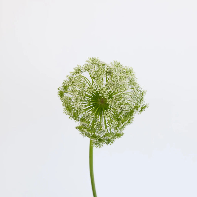 Queen Annes Lace Filler Flower Stem - Image