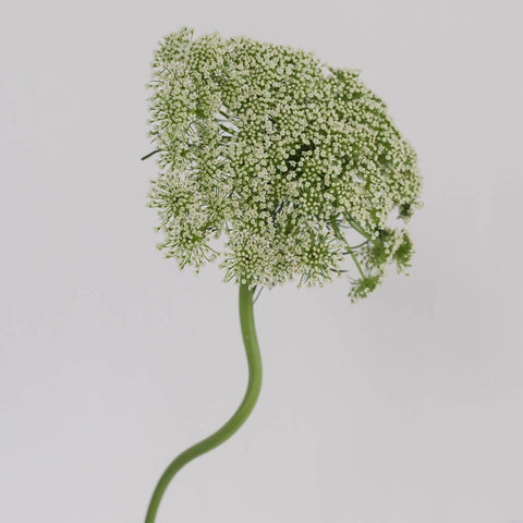 Queen Annes Lace Filler Flower Stem - Image