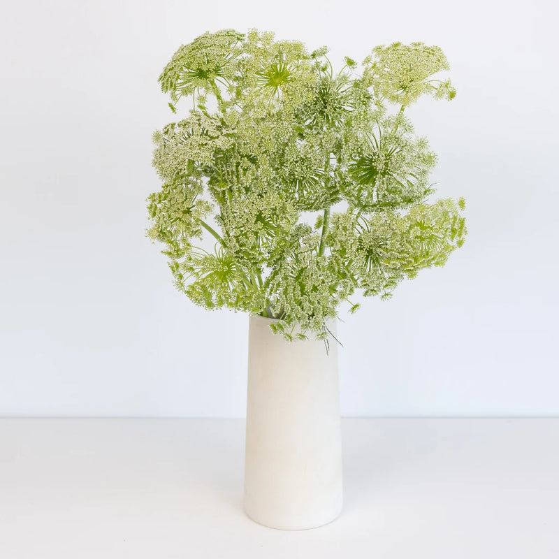 Queen Annes Lace Filler Flower Vase - Image
