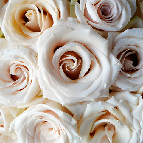 Queen of Pearl Rose