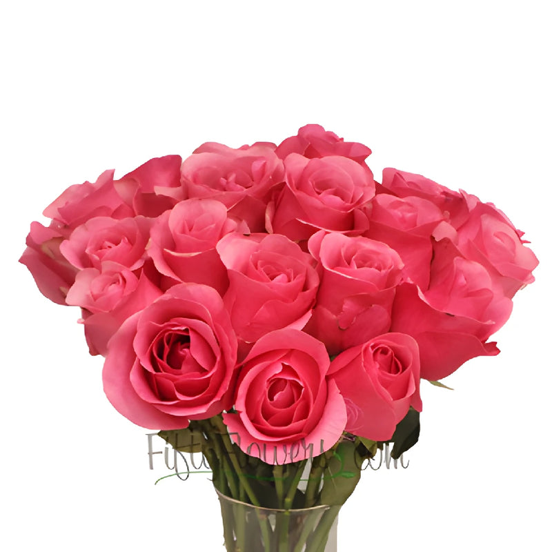 Hot Pink Queen Mary Roses