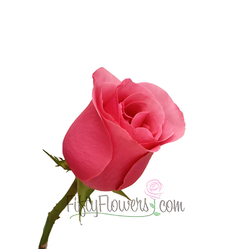 Hot Pink Queen Mary Roses