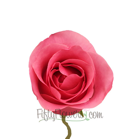 Hot Pink Queen Mary Roses