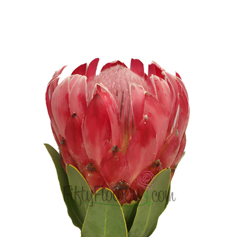 Queen Protea Flower
