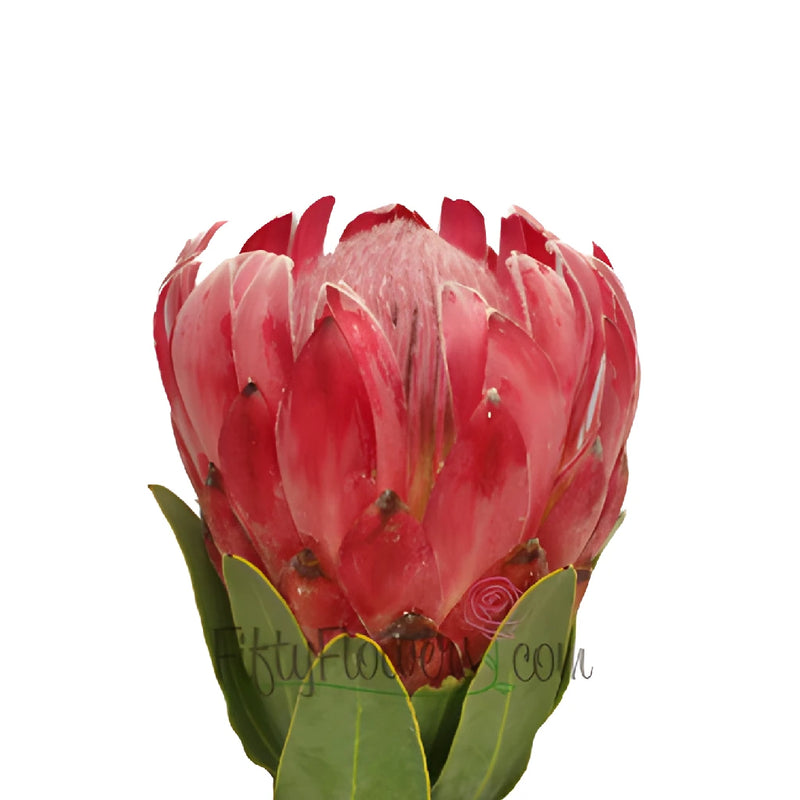 Queen Protea Flower