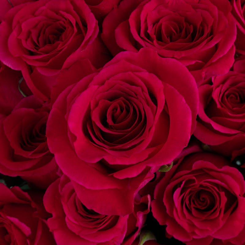 Queenberry Hot Pink Rose Close Up - Image