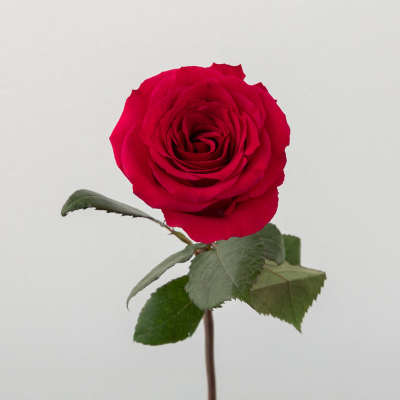 Queenberry Hot Pink Rose Stem - Image