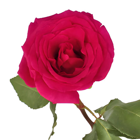 Queenberry Hot Pink Rose
