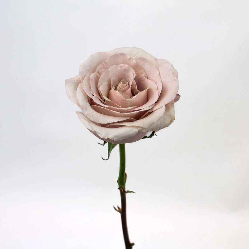 Quicksand Cream Rose Flower Stem