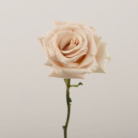 Quicksand Cream Roses Stem - Image