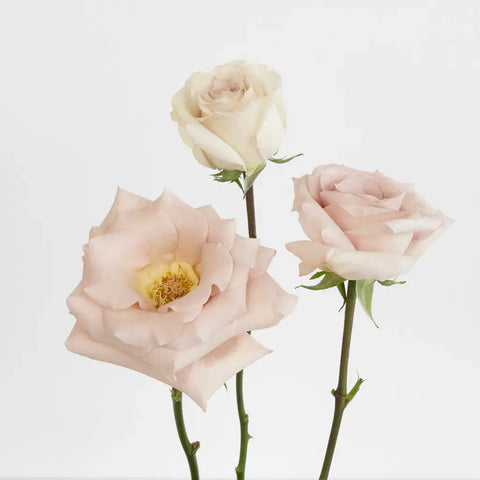 Quicksand Cream Roses Stem - Image