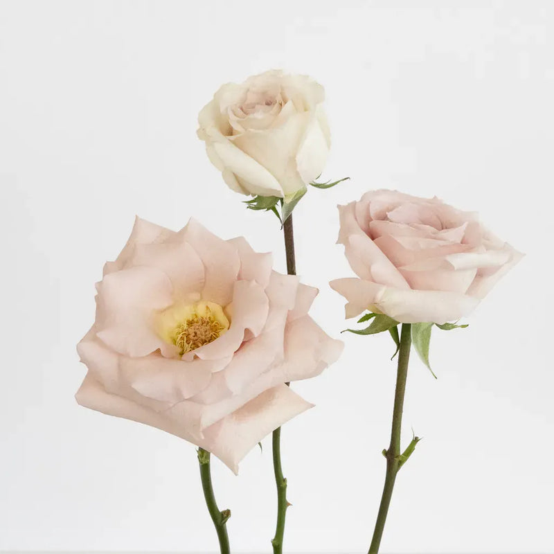 Quicksand Cream Roses Stem - Image